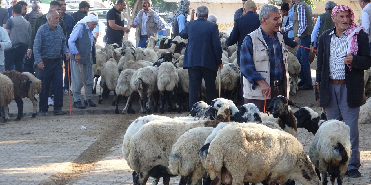 Diyarbakır’daki besiciler bu bayram umduğunu bulamadı