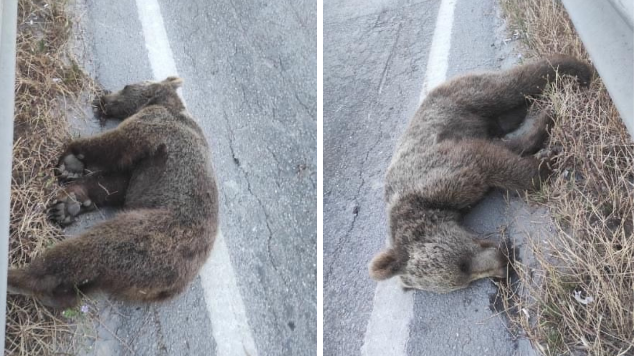 Yol kenarında cansız ayı bulundu