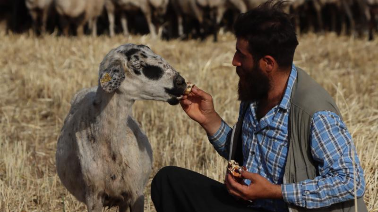 Şanlıurfalı çoban ile "Gülçin"in n dostluğu viral oldu