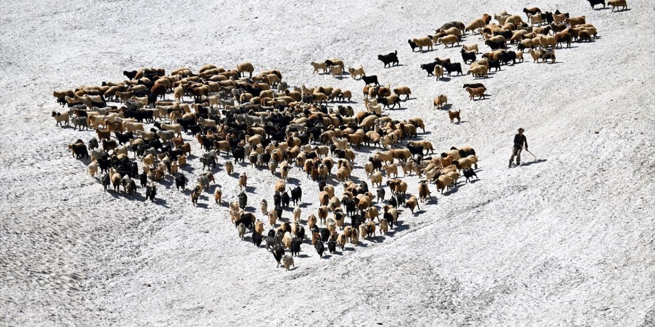 Çobanlar, karlı arazileri aşarak küçükbaş hayvanları sağıma götürüyor