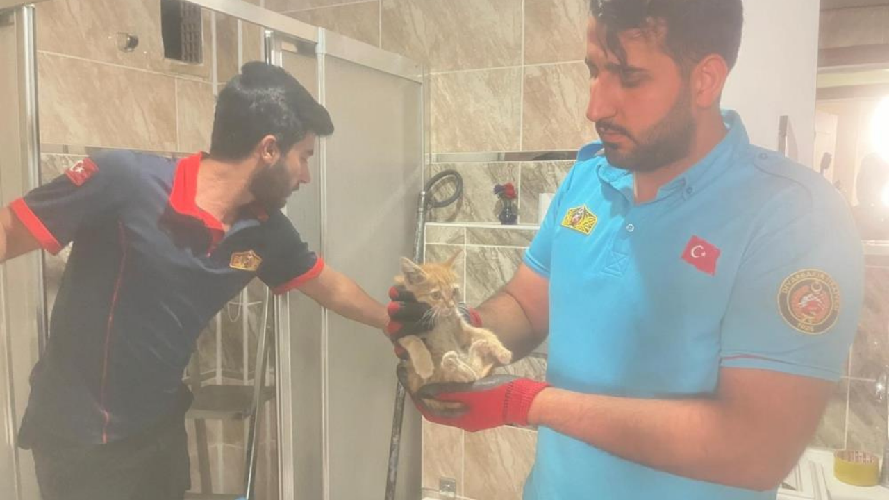 Diyarbakır'da yavru kediyi kurtarma operasyonu