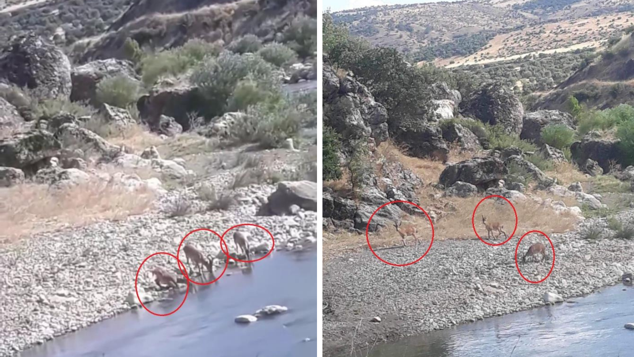 Diyarbakır'da dağ keçileri derede su içerken görüntülendi