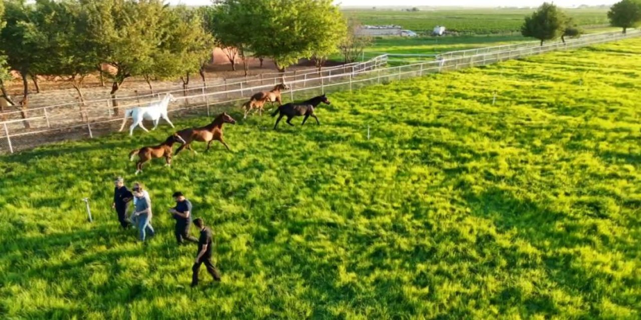 Arap ve İngiliz yarış atları Şanlıurfa'da yetişiyor