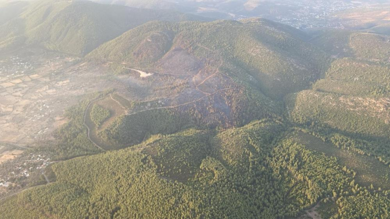 Bodrum'da 100 hektar orman küle döndü