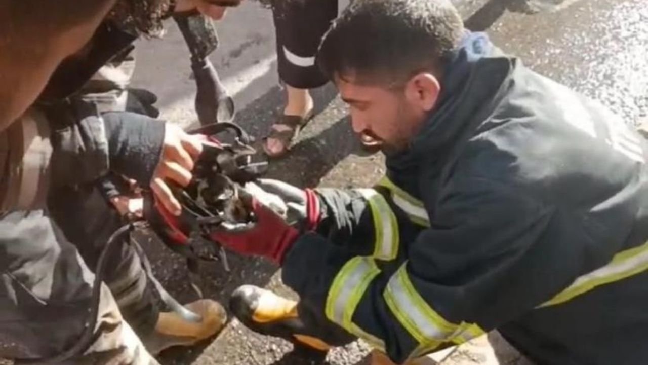 Diyarbakır’da yangından kurtarılan yavru kediye merhamet eli