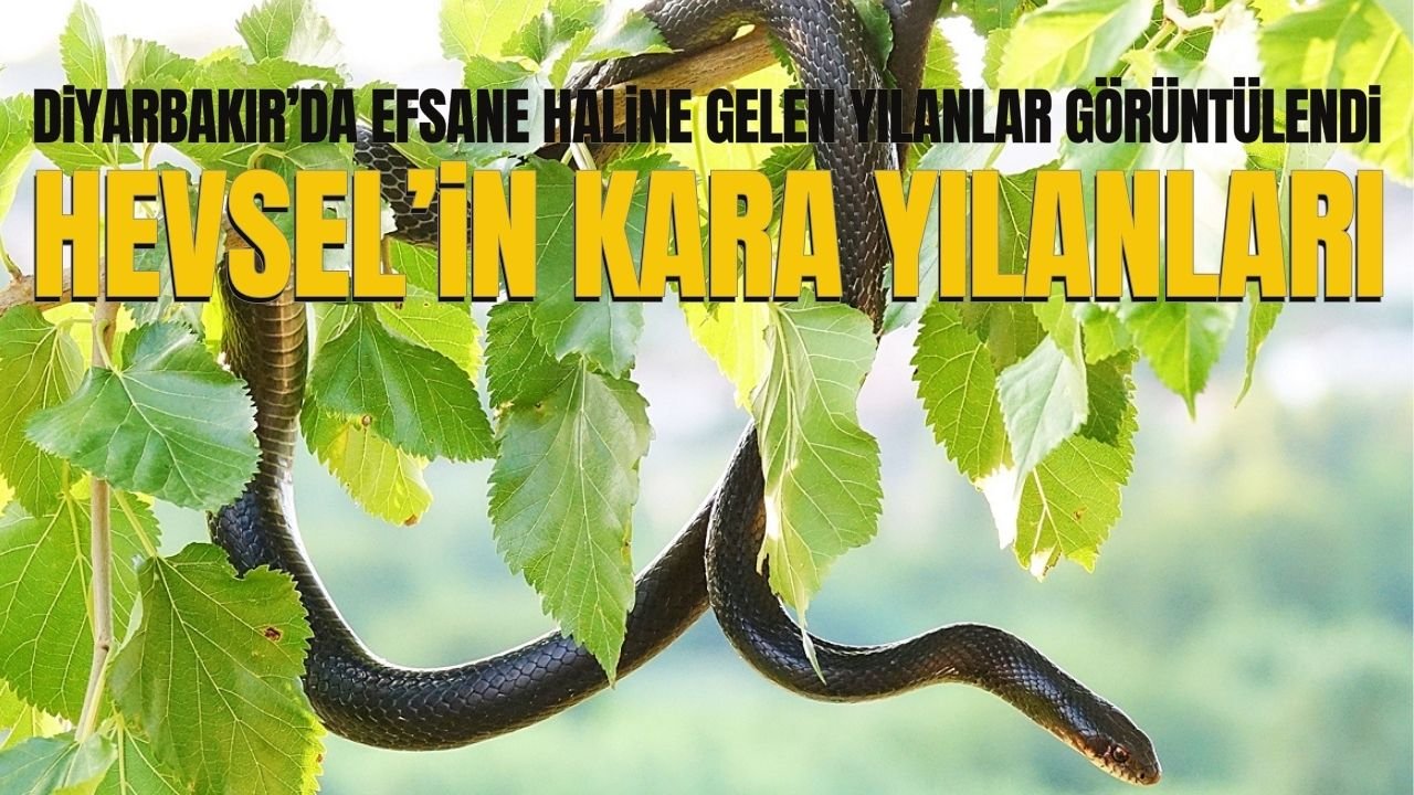 Diyarbakır'ın efsane kara yılanları Hevsel'de görüntülendi