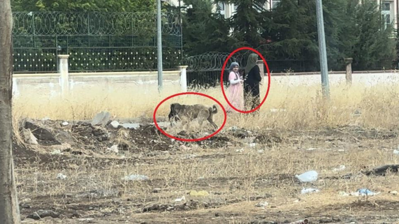 Diyarbakır'da sokak köpekleri kedi avına çıktı