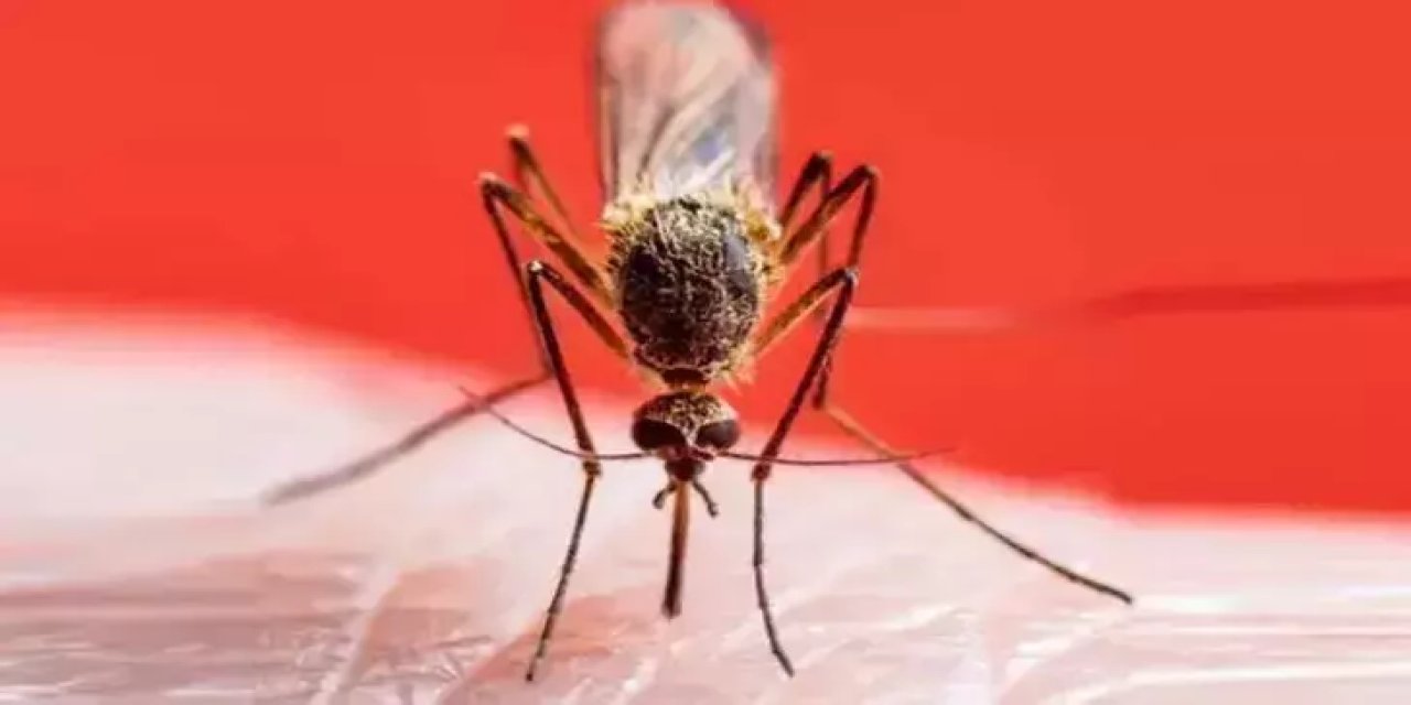 “Sivrisinek ısırığına yoğurt sürmek, ikincil enfeksiyon sebebi”