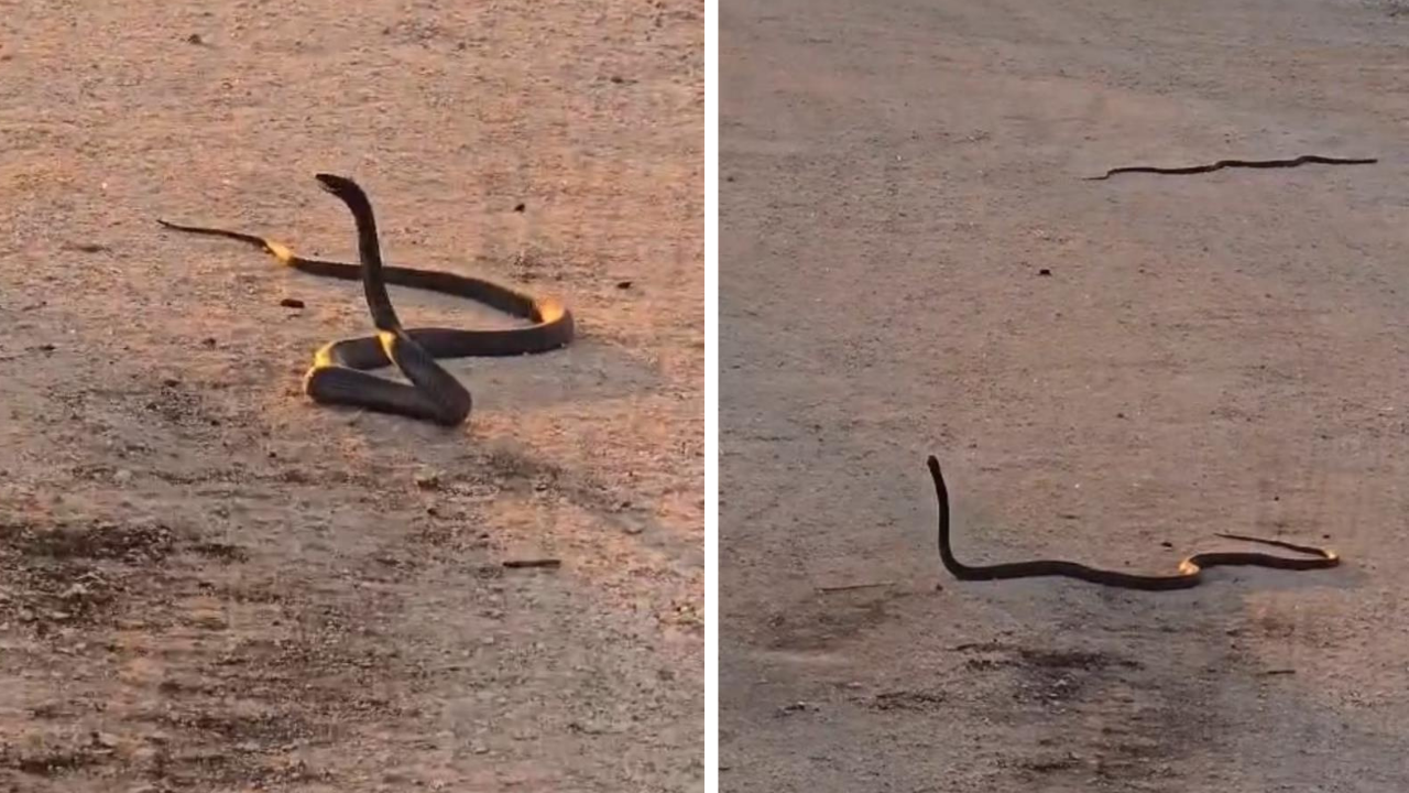 Diyarbakır’da yolun ortasında dev yılan alarmı