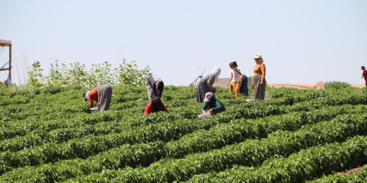 Diyarbakır’da 60 kişi istihdam sağlan genç çiftçinin başarısı hikayesi