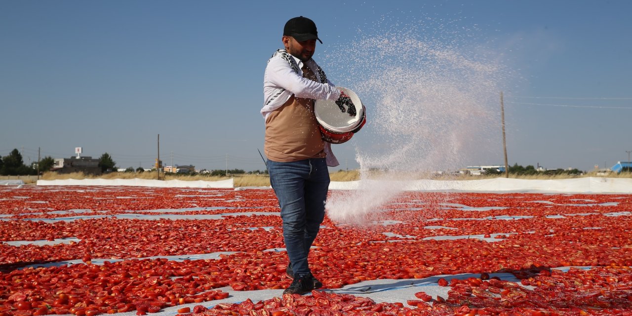 Diyarbakır'da 35 bin ton kurutulmuş domates üretimi hedefleniyor