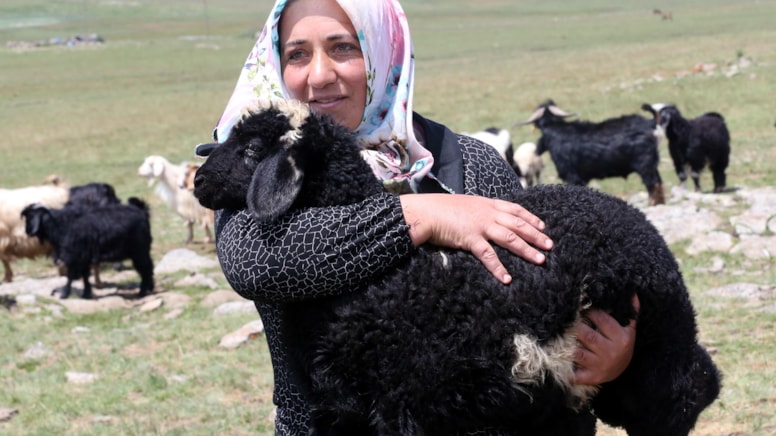 Devlet desteğiyle küçükbaş havyan sayısını 30'dan 500'e çıkardı