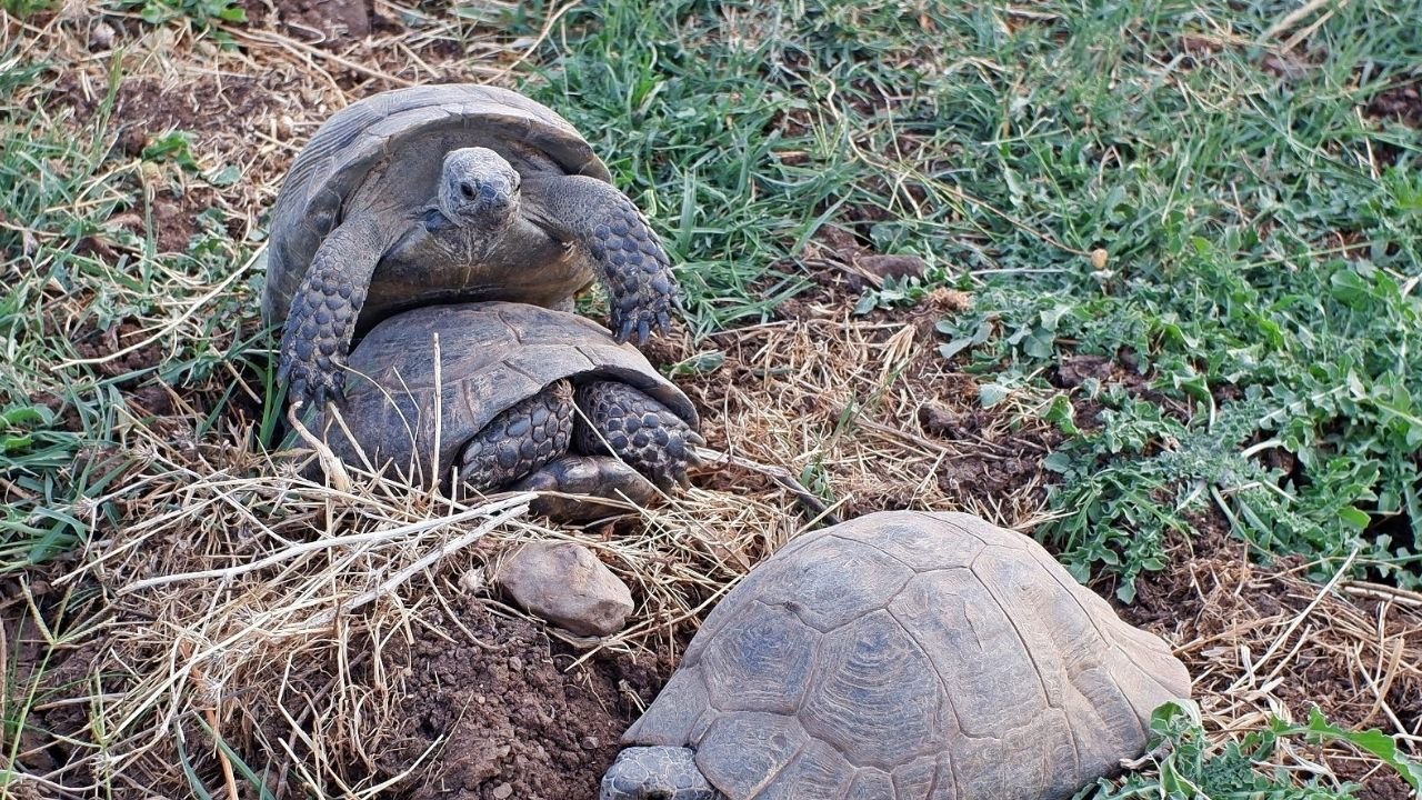 Diyarbakır’da kaplumbağaların ilginç çiftleşme ritüeli