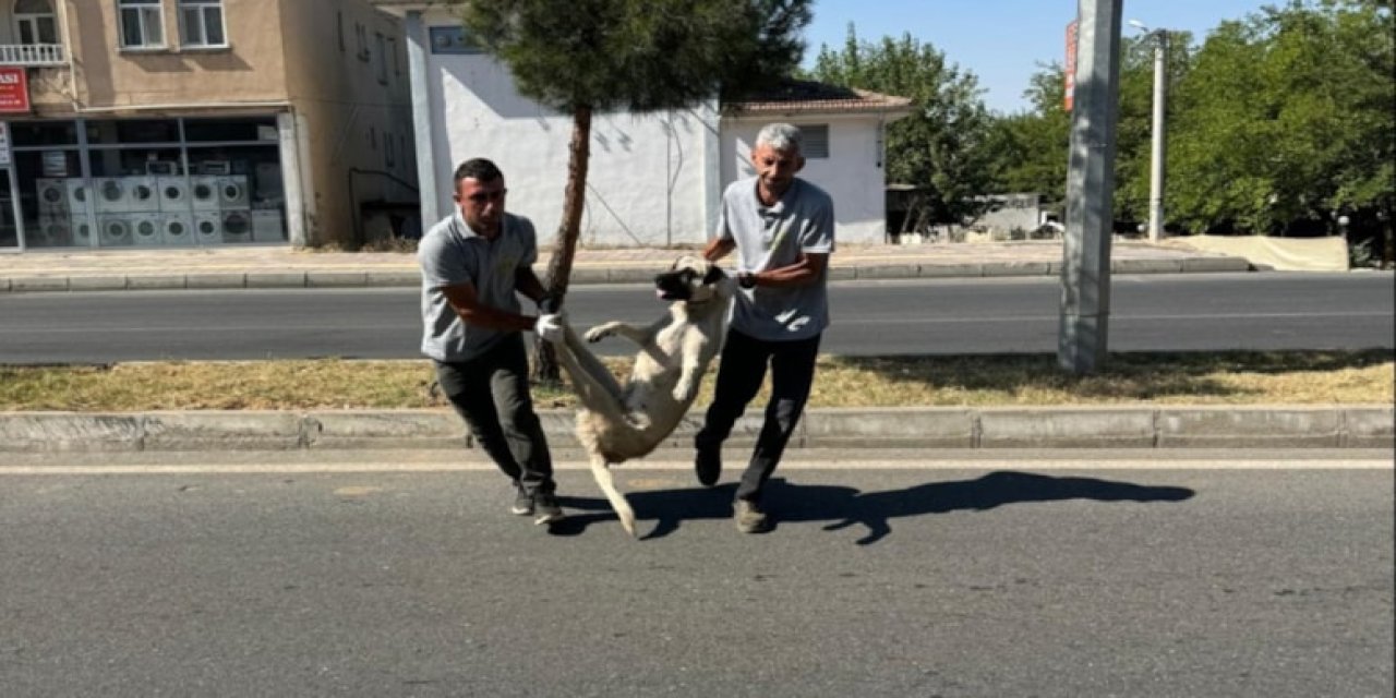 Diyarbakır’da tepki çeken görüntü; belediye özür diledi