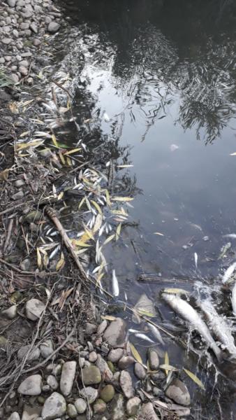 VİDEO HABER - Dicle Nehri’nde balık ölümleri