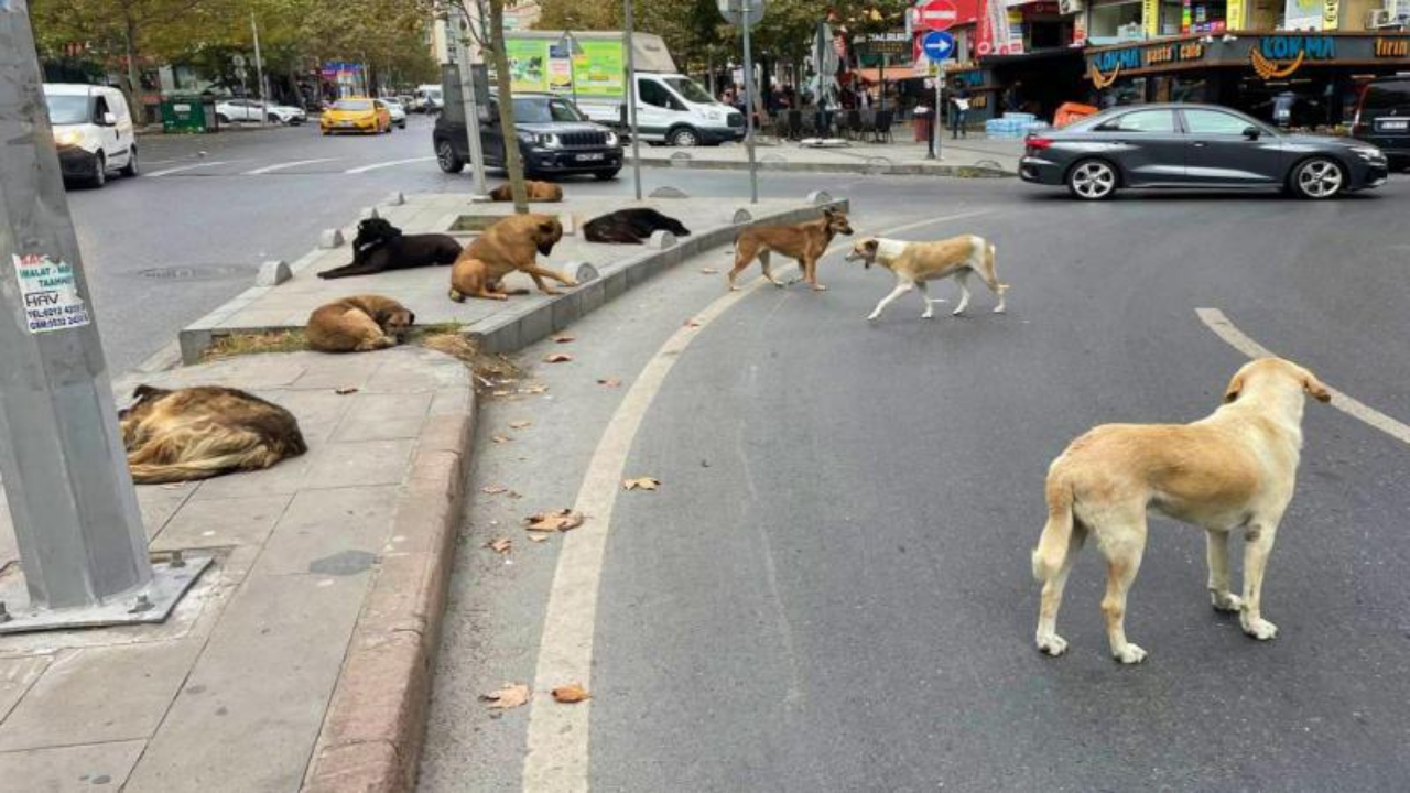 Sahipsiz köpekler artık belediyelerin sorumluluğunda