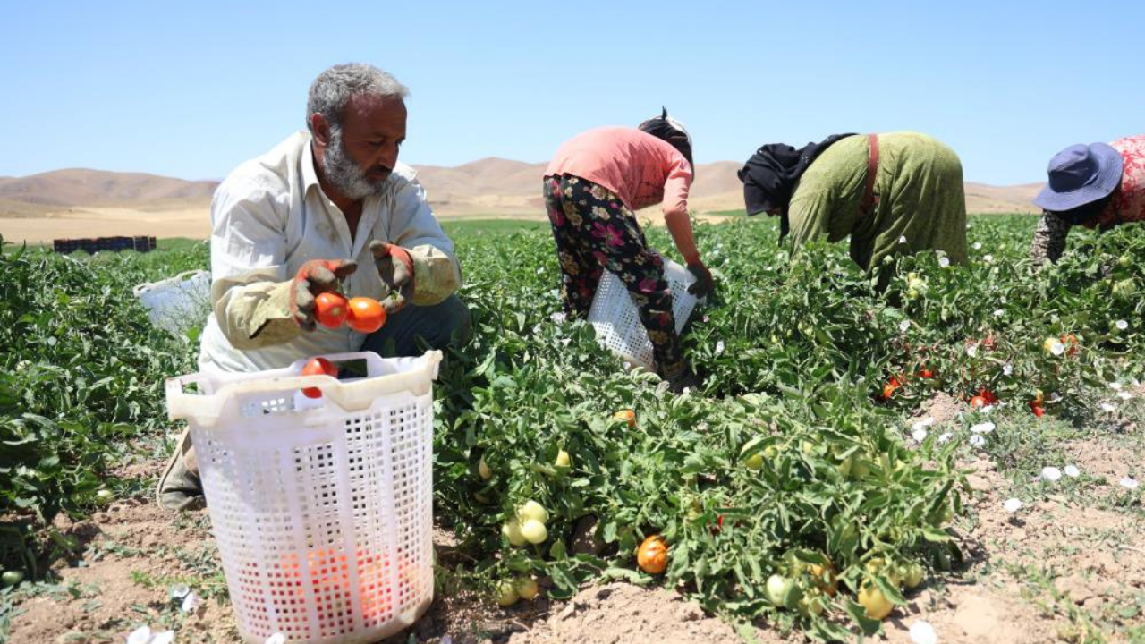 Kavurucu sıcakta ekmek mücadelesi