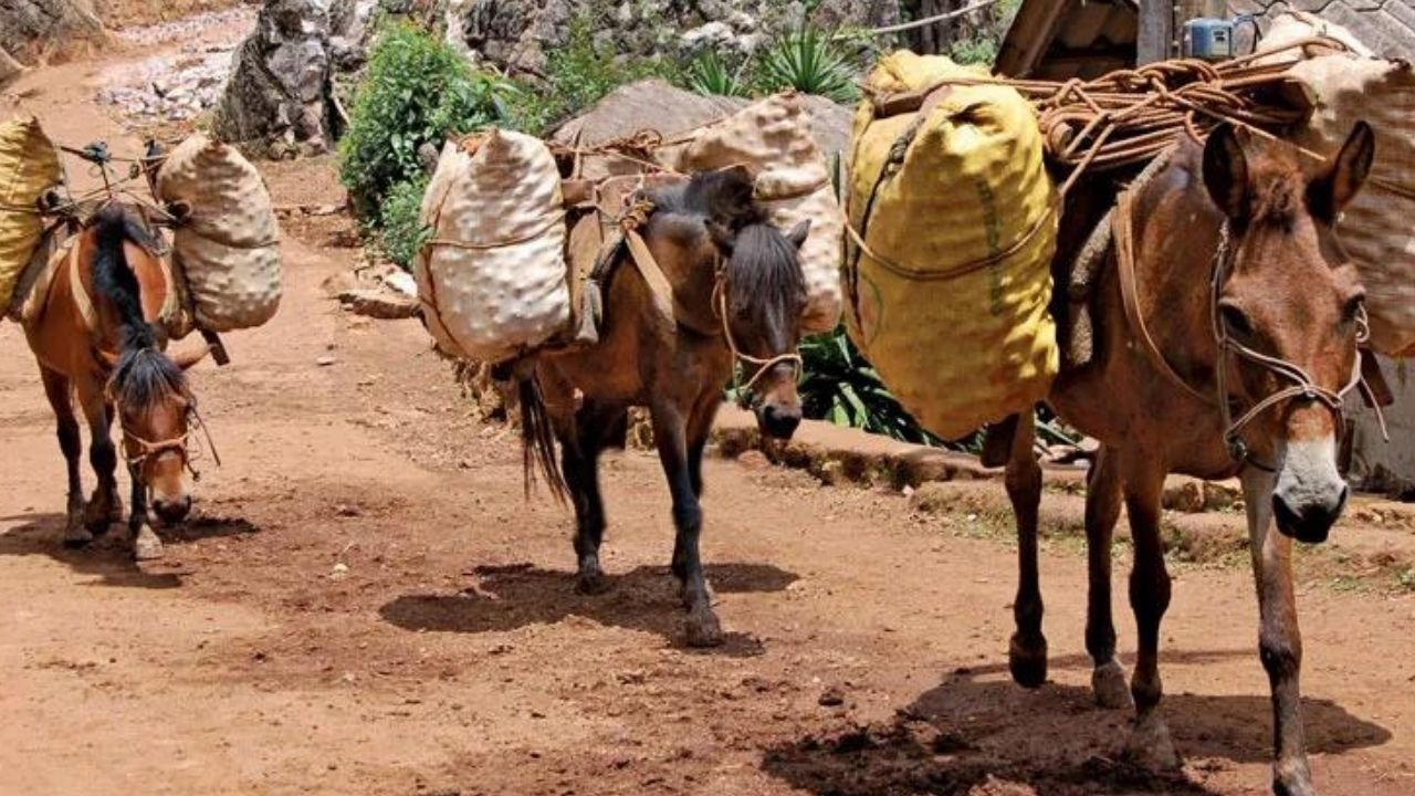 Diyarbakır’da at, eşek ve katır sayısında büyük düşüş