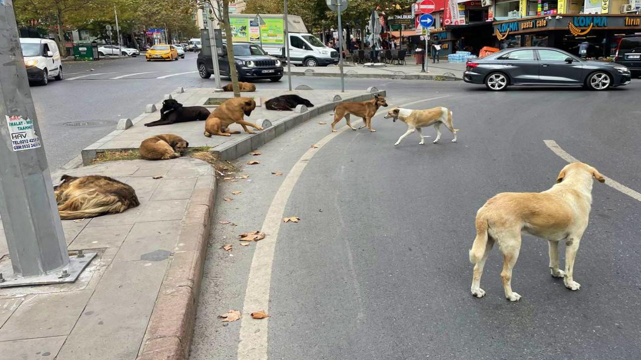 Bitlis'te 150 köpeğin zehirlenerek öldürüldüğü iddiaları gerçek mi?