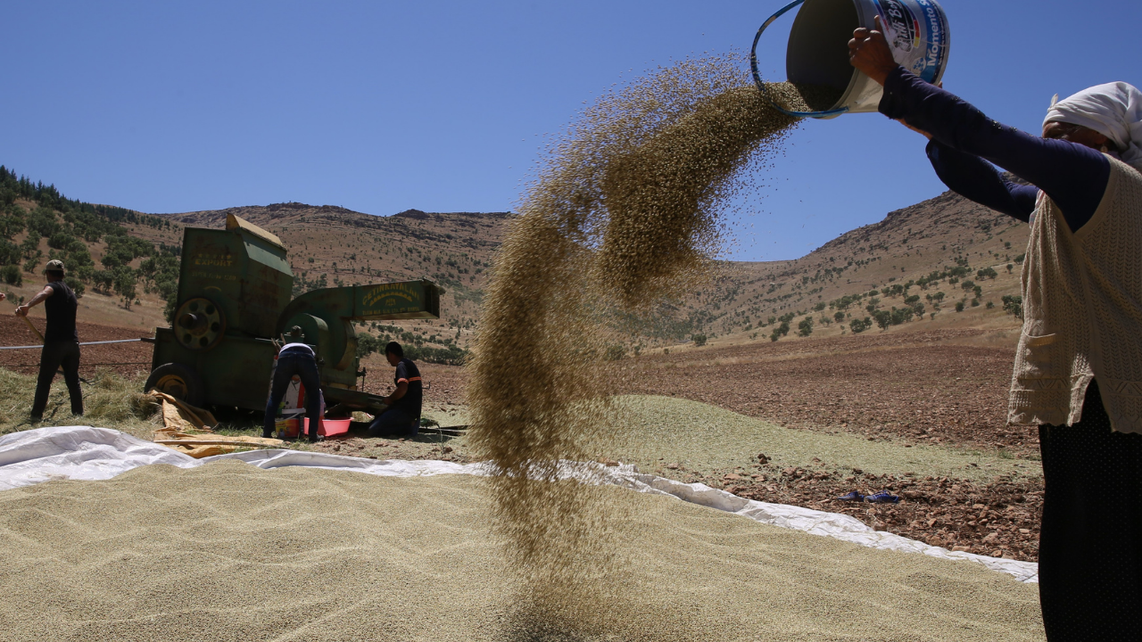 Mardin’de kişniş için hummalı hasat