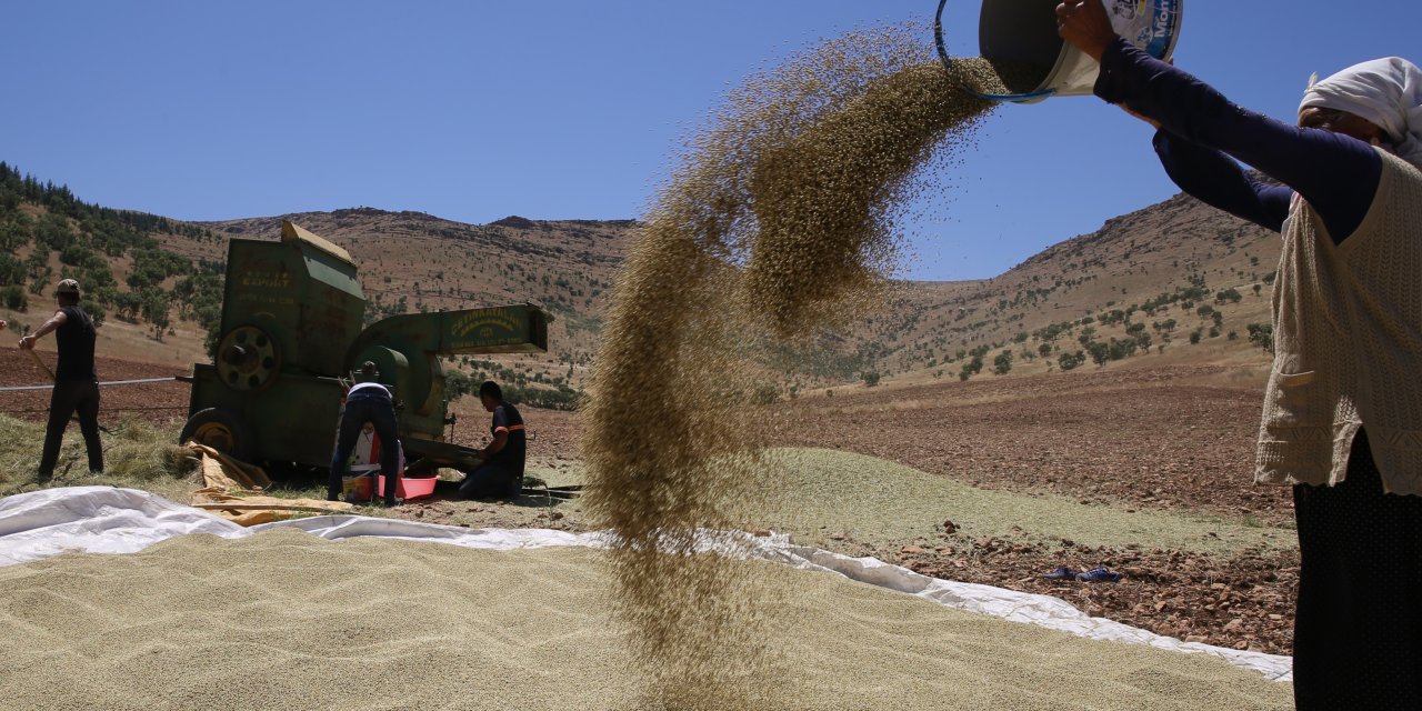 Mardin yemeklerine lezzet katan kişniş için hummalı hasat mesaisi