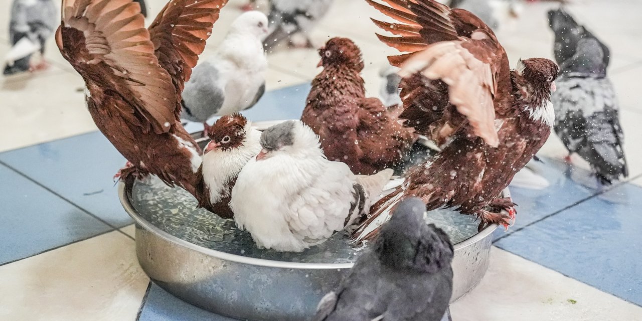 Diyarbakır’ın vazgeçilmeyen 600 Yıllık 'Güvercin' Kültürü