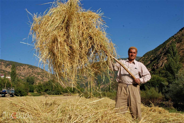 VİDEO HABER - Asırlardır üretilen pirincin hasadına başlandı