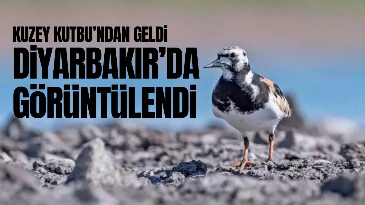 Kuzey Kutbu’ndan geldi; Diyarbakır’da görüntülendi