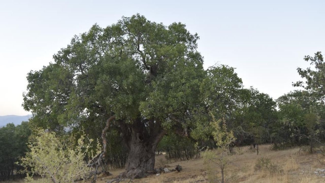 Diyarbakır'da yaklaşık bin yaşında olan ağaç için tescil talebi