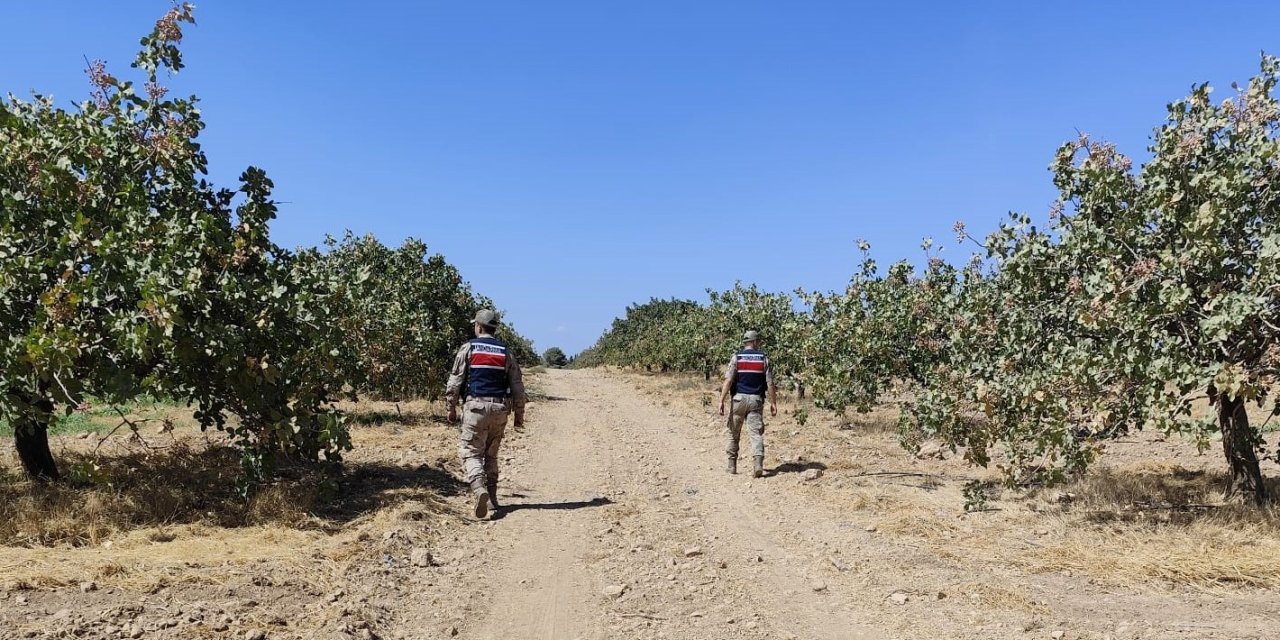 Şanlıurfa’da fıstık hırsızlığına 6 gözaltı