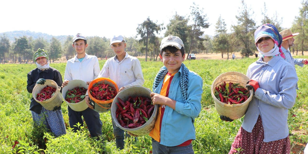 Kırmızı biberde hasat ve kurutma mesaisi başladı