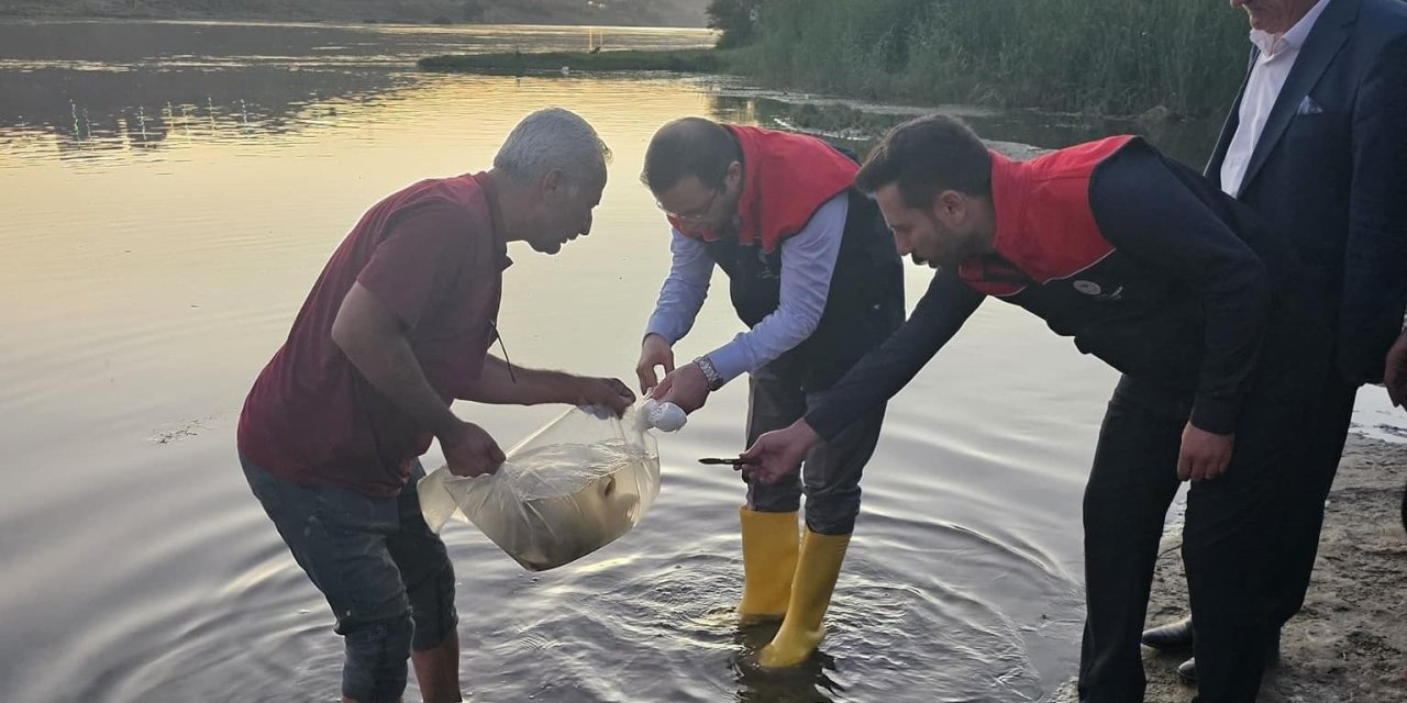 Dicle Nehri'ne 200 bin yavru sazan balığı bırakıldı