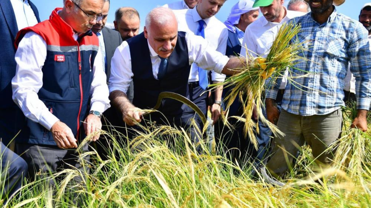 Diyarbakır’da pirinç hasadı başladı