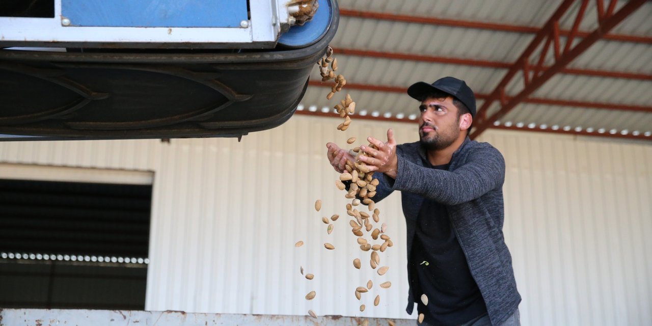 Diyarbakır'da badem üretimi yaygınlaşıyor