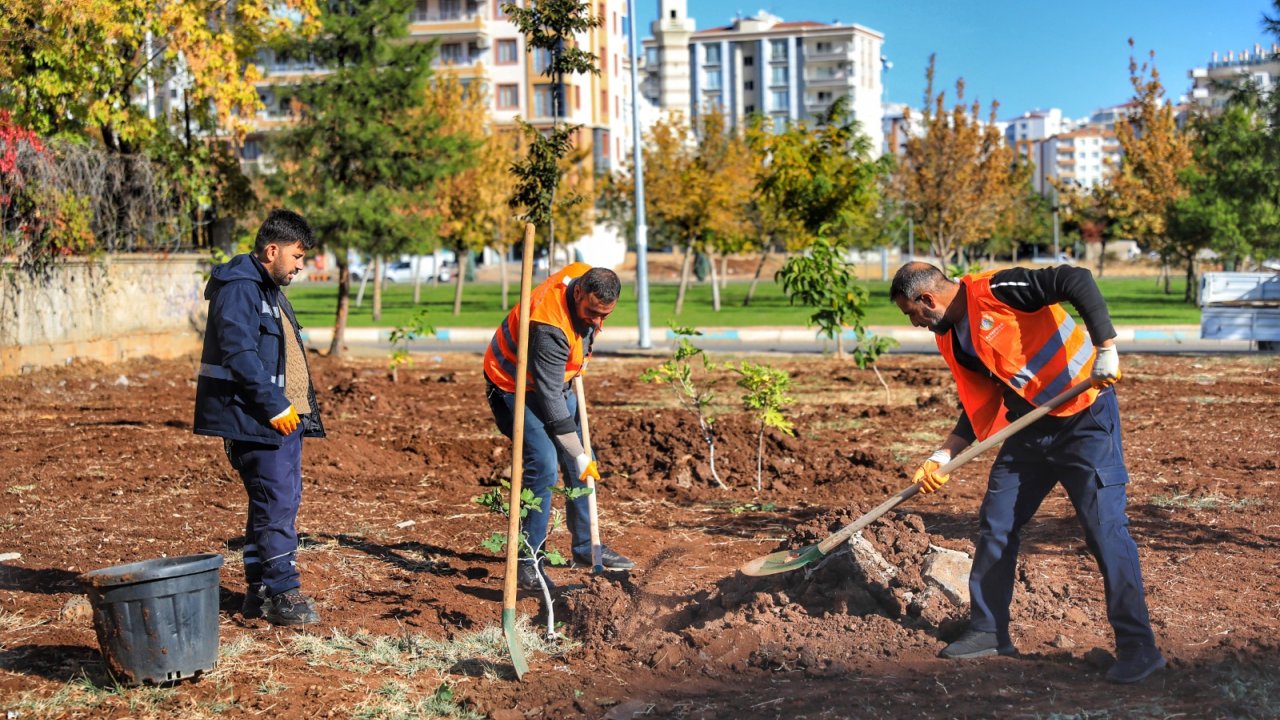 Diyarbakır’da kuruyan ağaçların yerine yeni ağaç dikildi