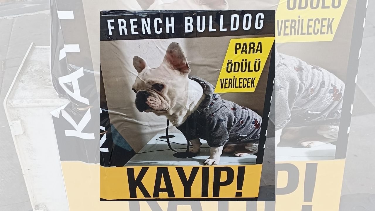 Diyarbakır'da kayıp köpek için para ödülü