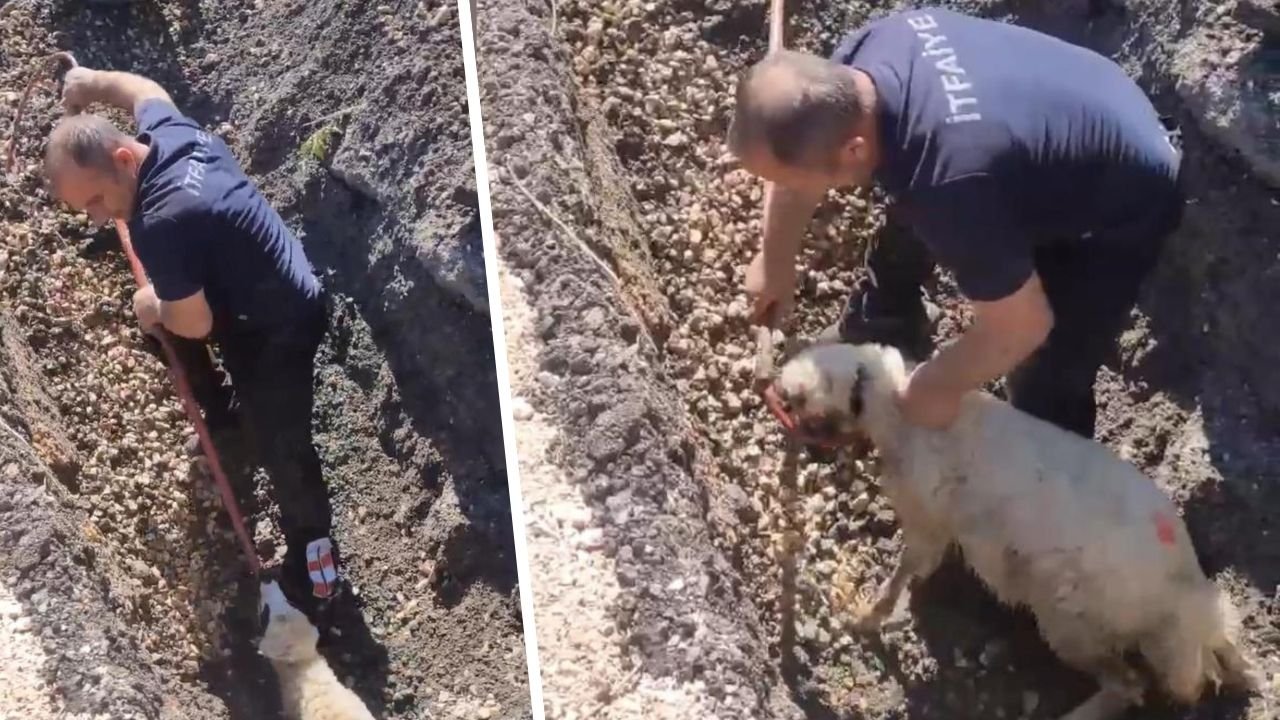 Diyarbakır itfaiyesi bu kez ‘kuzu’yu kurtardı