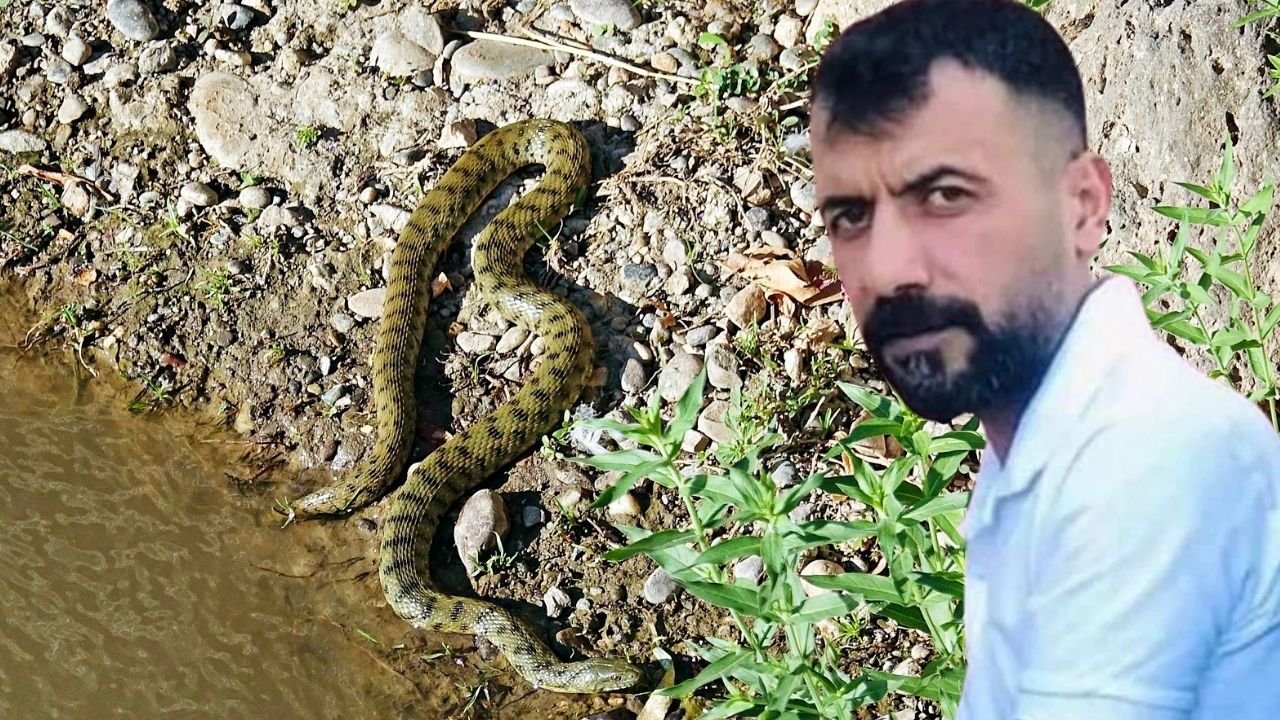 Diyarbakır’da yılanın ısırdığı çoban, hayatını kaybetti