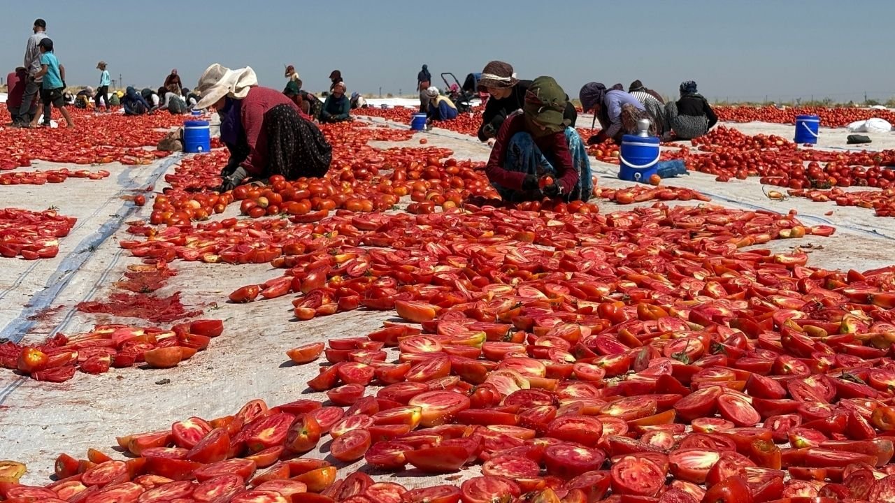 Cefayı bölge üreticisi çekiyor, batılı tüccar kazanıyor