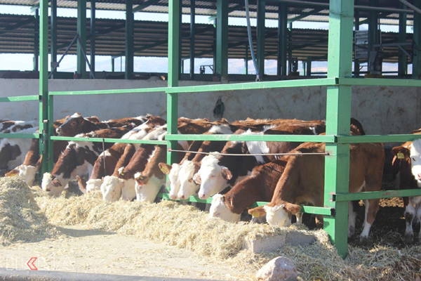 VİDEO HABER - Süt üreticileri zamlardan şikâyetçi