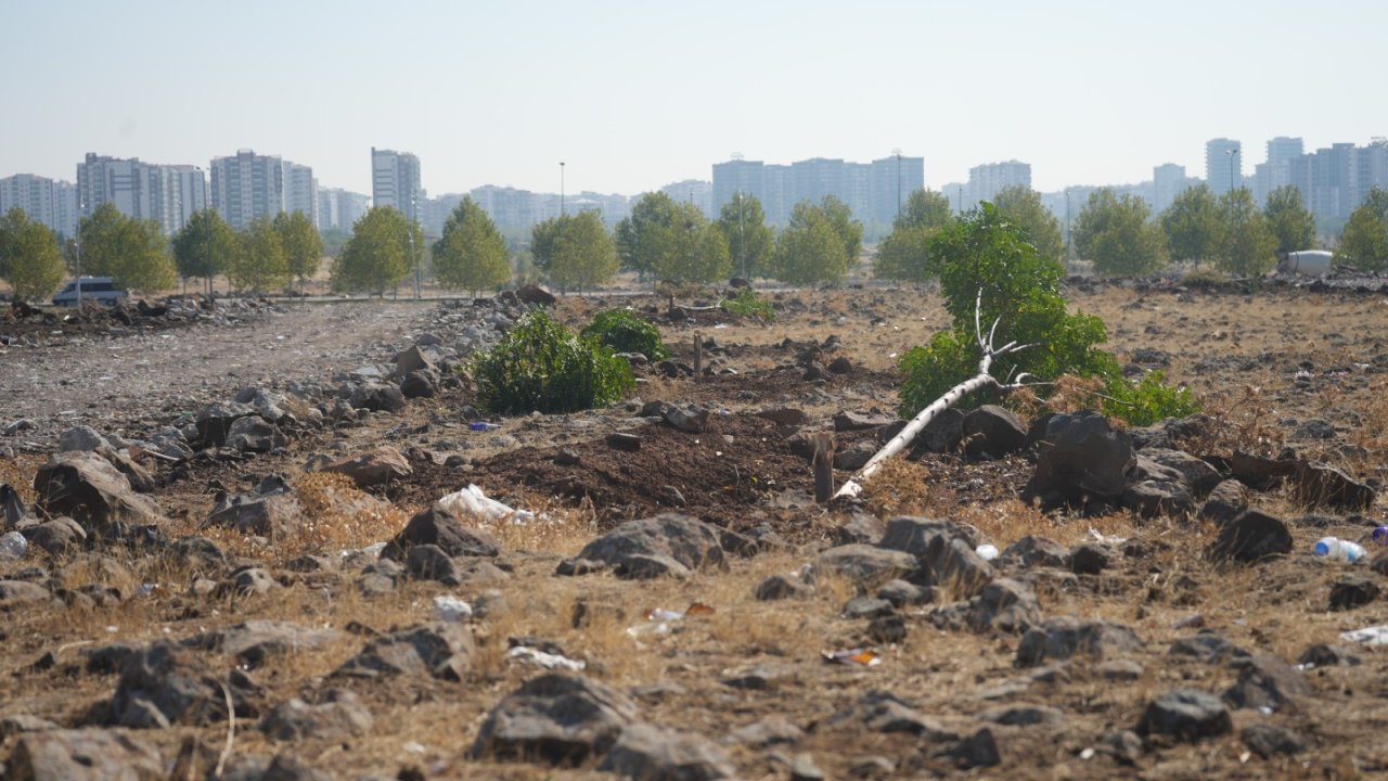 Diyarbakır Kayapınar’da ağaç katliamı
