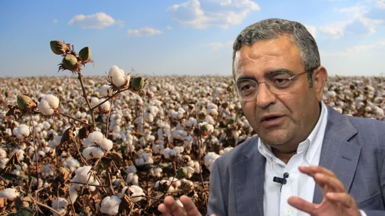 Tanrıkulu uyardı; Diyarbakır’da pamuk üretimi sıfıra düşebilir