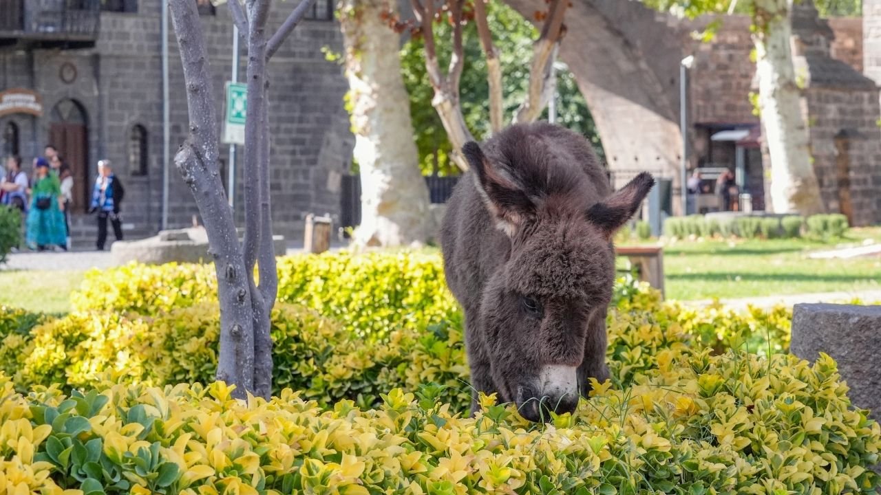 Diyarbakır Müzesi’nden bir ilk daha;  Ziyaretçiler fotoğraf çektirmek için sıraya giriyor