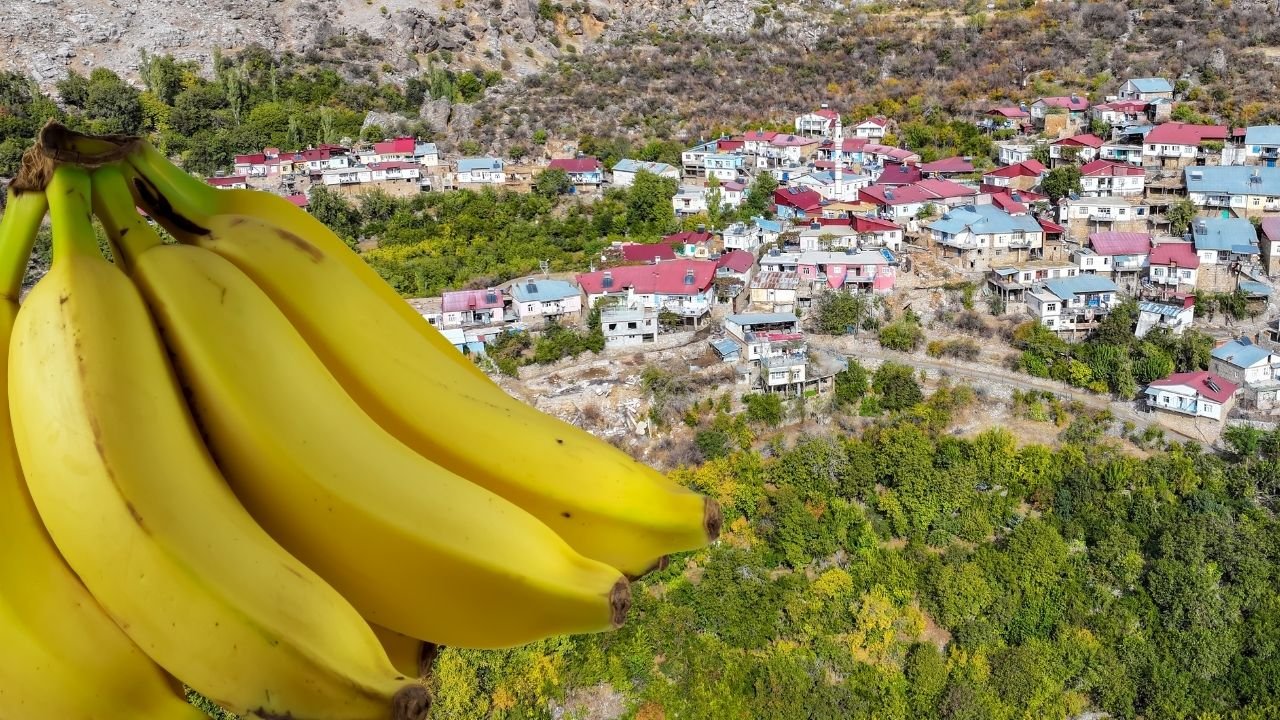 İnanılmaz olay; Diyarbakır'da muz yetiştirilecek