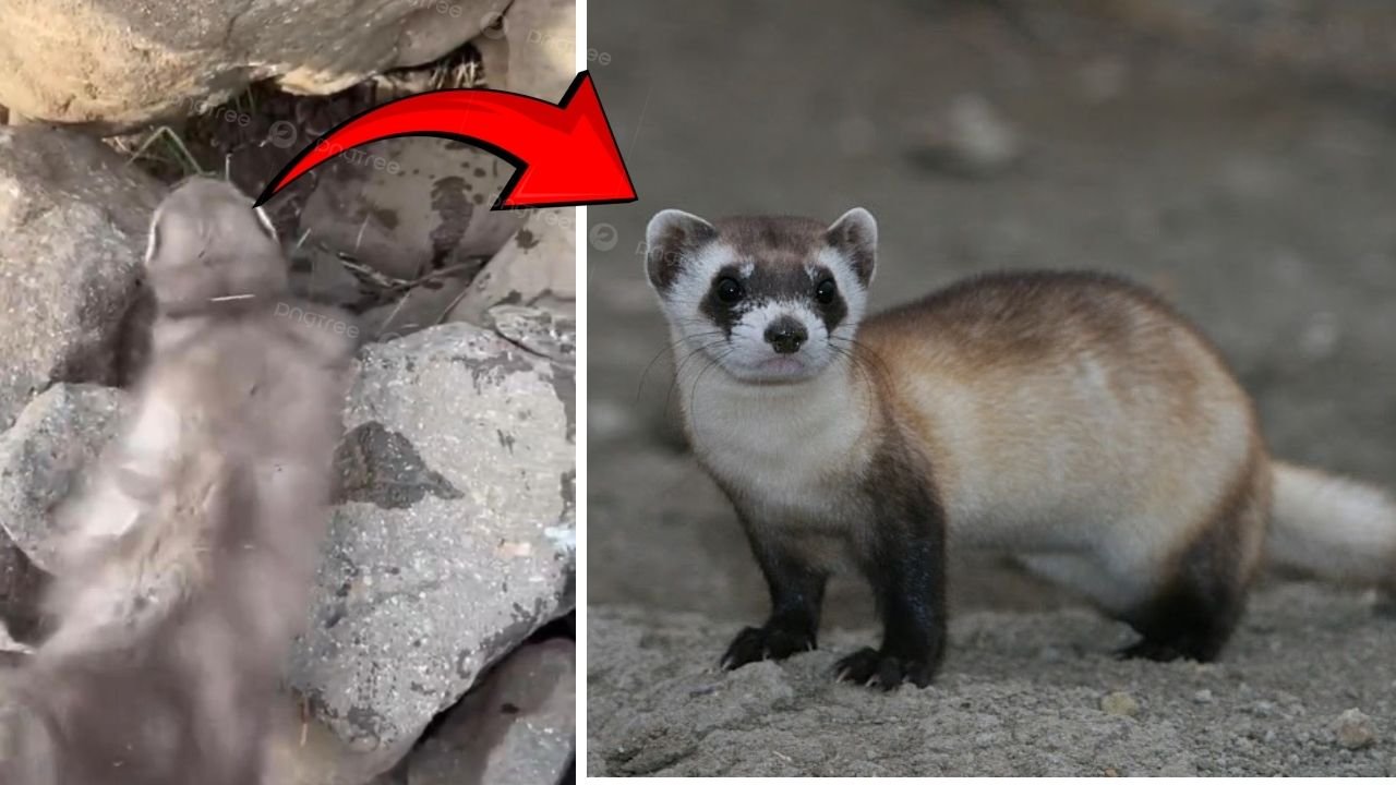 Diyarbakır da gelincik görüntülendi; uzamanlar uyardı