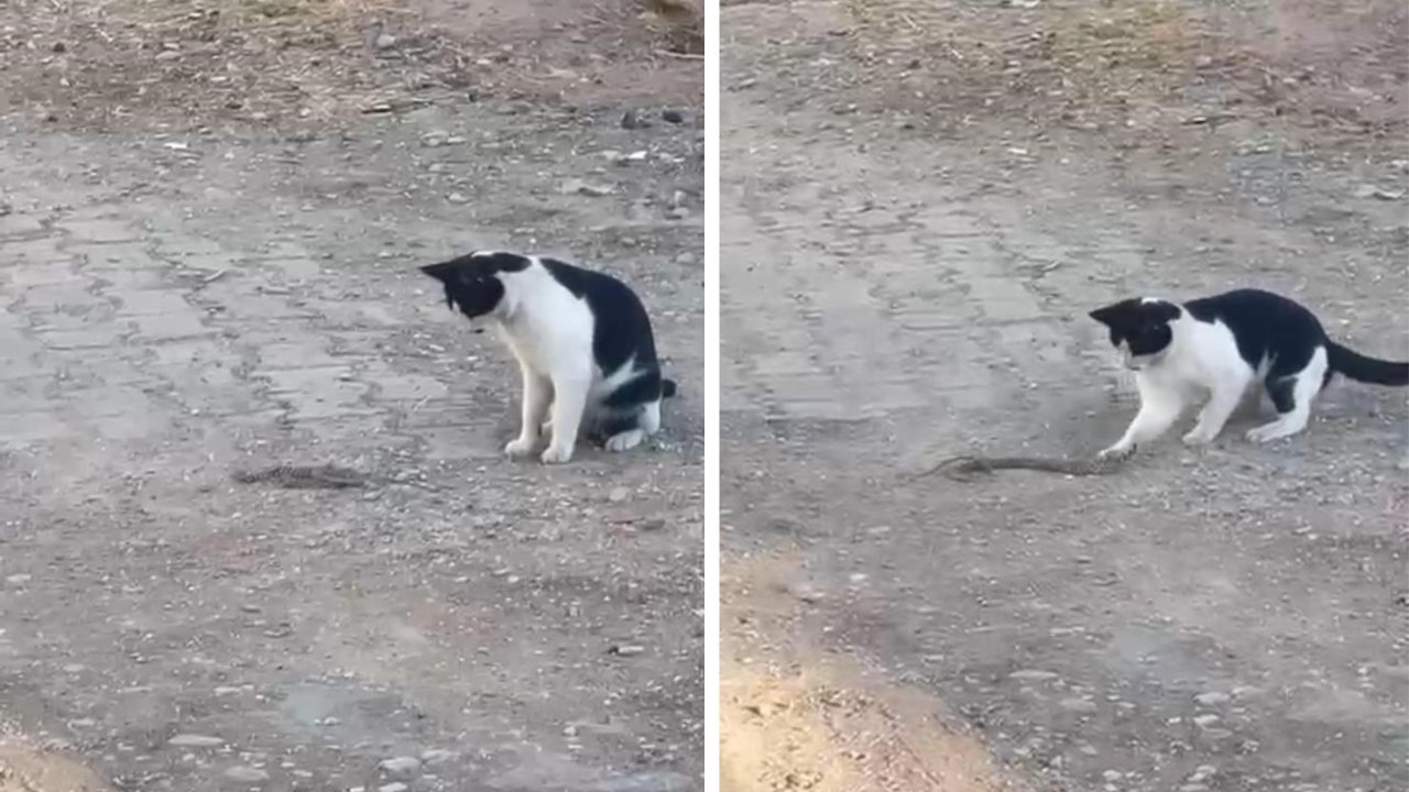 Kedinin yılanla imtihanı kameralarda