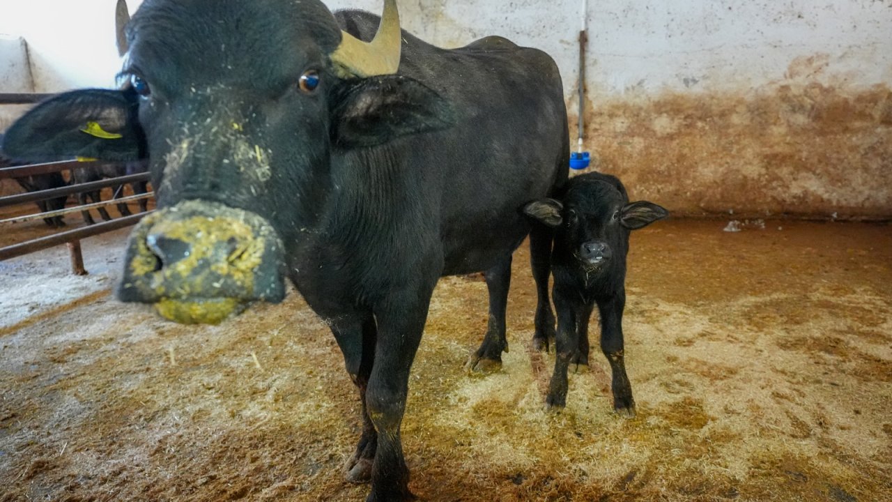 Diyarbakır'da Anadolu mandası taşıyıcı anne oldu