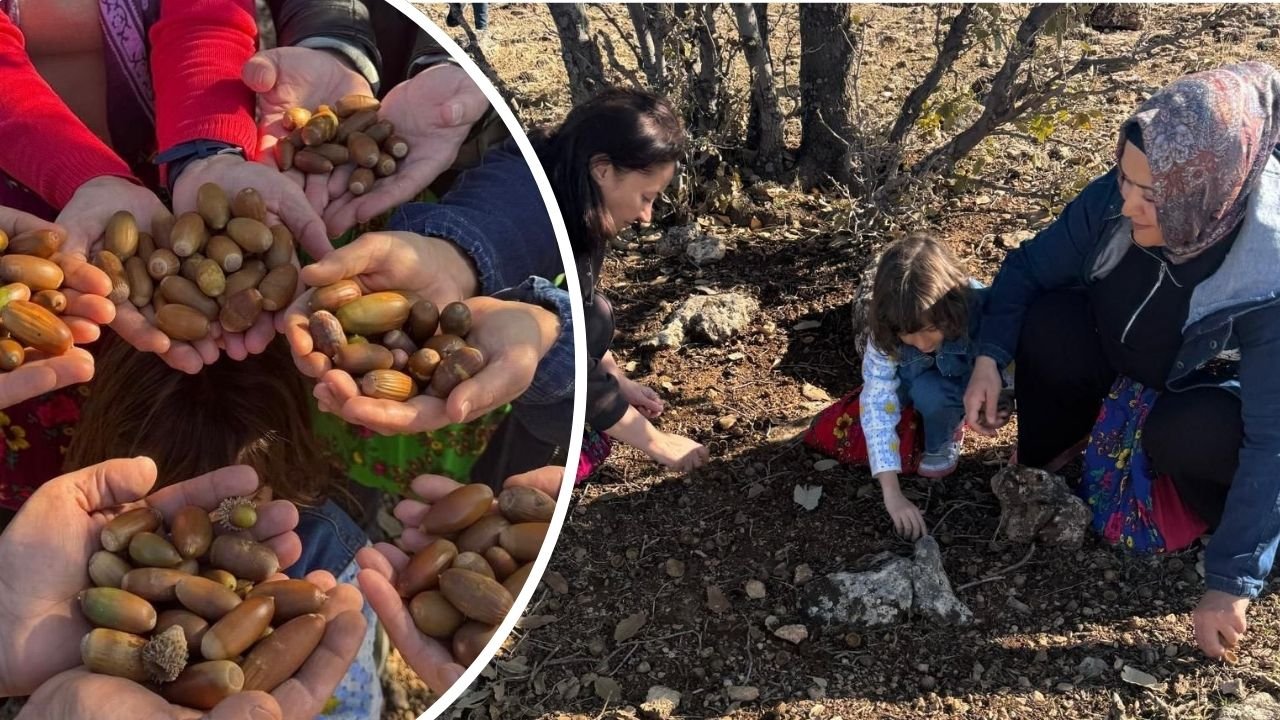 Diyarbakır Kayapınar Belediyesi’nden palamut projesi
