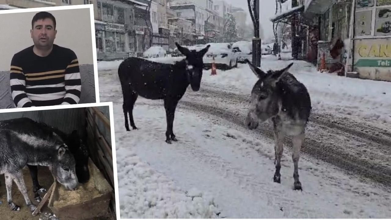 Diyarbakır’da yürek ısıtan görüntü; Ölüme terkedilen eşeklere kucak açtı