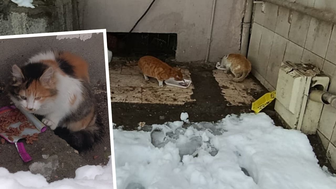 Diyarbakırlı gençten dondurucu soğukta iç ısıtan hareket